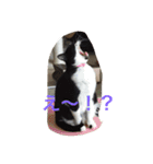 愛猫コタローとウメ（個別スタンプ：22）