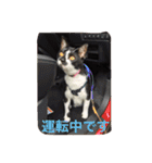 愛猫コタローとウメ（個別スタンプ：23）