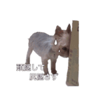 岡島さんちのモコ（個別スタンプ：1）