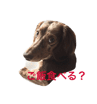 ミニチュアダックスフンドのANDYです（個別スタンプ：10）