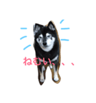 クロちゃんスタンプだよ（個別スタンプ：1）