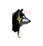 クロちゃんスタンプだよ（個別スタンプ：3）