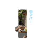 さしだ いっきゅう（個別スタンプ：12）