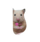 キンクマハムスターのたまごちゃん（個別スタンプ：3）