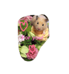 キンクマハムスターのたまごちゃん（個別スタンプ：4）