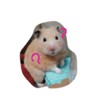 キンクマハムスターのたまごちゃん（個別スタンプ：5）