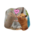 キンクマハムスターのたまごちゃん（個別スタンプ：6）