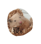 キンクマハムスターのたまごちゃん（個別スタンプ：11）