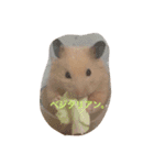 キンクマハムスターのたまごちゃん（個別スタンプ：12）