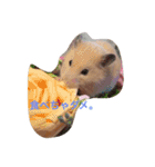 キンクマハムスターのたまごちゃん（個別スタンプ：13）