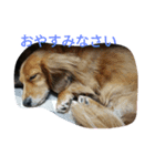 コロアポティ（個別スタンプ：4）