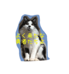 ダブルもふもふフウ＆ナギ（個別スタンプ：1）