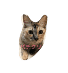 ダブルもふもふフウ＆ナギ（個別スタンプ：3）