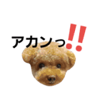 poudrefamily（個別スタンプ：5）