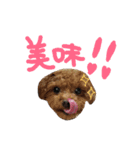 poudrefamily（個別スタンプ：6）