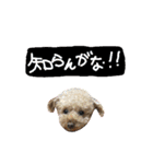 poudrefamily（個別スタンプ：9）