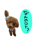 poudrefamily（個別スタンプ：15）