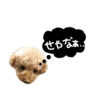 poudrefamily（個別スタンプ：17）