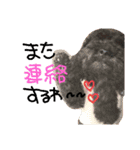 poudrefamily（個別スタンプ：19）