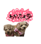 poudrefamily（個別スタンプ：23）