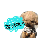 poudrefamily（個別スタンプ：26）