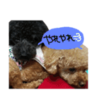 poudrefamily（個別スタンプ：28）
