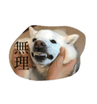 白柴クーちゃん（個別スタンプ：1）