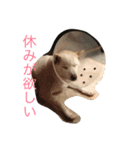 白柴クーちゃん（個別スタンプ：4）