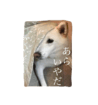 白柴クーちゃん（個別スタンプ：6）