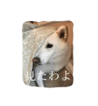 白柴クーちゃん（個別スタンプ：8）