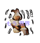 hsc（個別スタンプ：4）