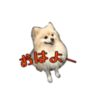 ヴィヴィの日常（個別スタンプ：1）