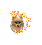 ヴィヴィの日常（個別スタンプ：6）