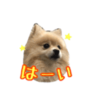 ヴィヴィの日常（個別スタンプ：9）