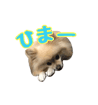 ヴィヴィの日常（個別スタンプ：12）