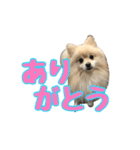 ヴィヴィの日常（個別スタンプ：13）