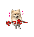 ヴィヴィの日常（個別スタンプ：14）