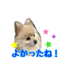 ヴィヴィの日常（個別スタンプ：16）