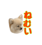 ヴィヴィの日常（個別スタンプ：17）