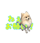 ヴィヴィの日常（個別スタンプ：18）