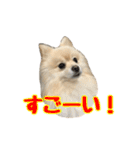 ヴィヴィの日常（個別スタンプ：19）