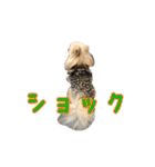 ヴィヴィの日常（個別スタンプ：22）