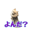 ヴィヴィの日常（個別スタンプ：23）