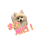 ヴィヴィの日常（個別スタンプ：24）