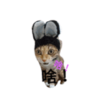 Kim,cat（個別スタンプ：11）