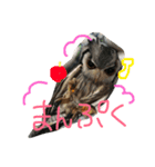 ウルラとカルラの日常（個別スタンプ：11）
