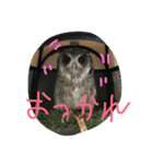 ウルラとカルラの日常（個別スタンプ：16）