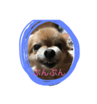 たこす犬（個別スタンプ：4）