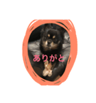 たこす犬（個別スタンプ：5）