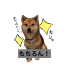 柴兄弟（個別スタンプ：2）